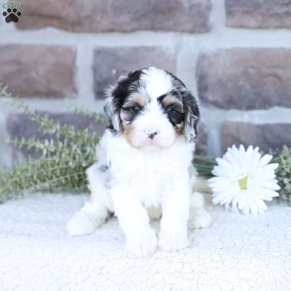 Archie, Cavapoo Puppy